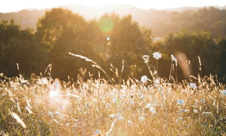 Image champ ensoleillé