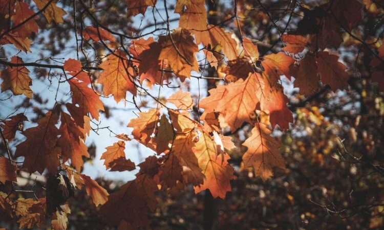 Image arbre feuilles marrons