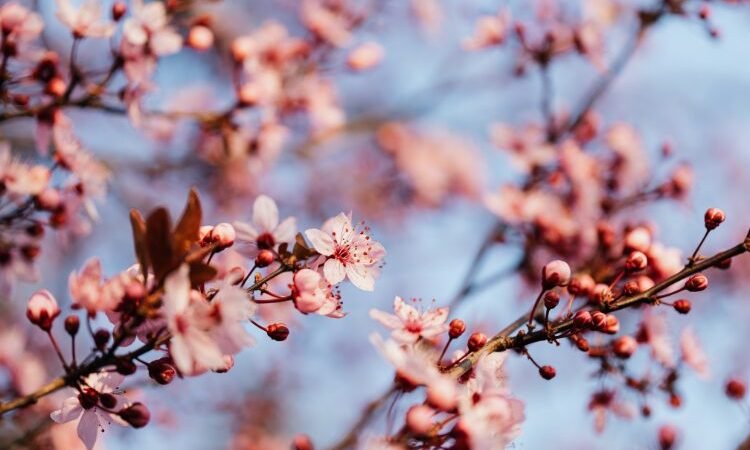 Image arbre rose fleurissant