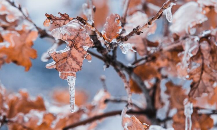 Image arbre glacé et enneigé