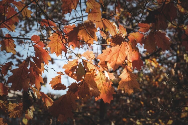 Popup Automne