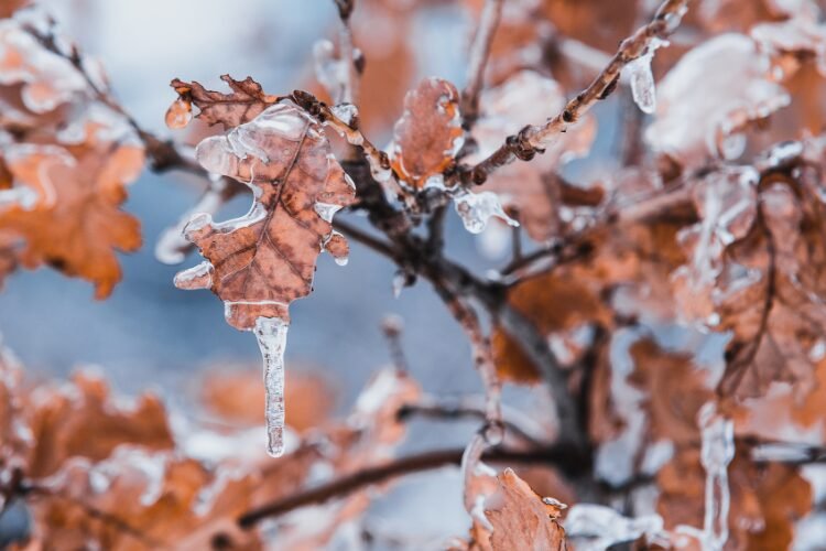 Popup Hiver Reflexo