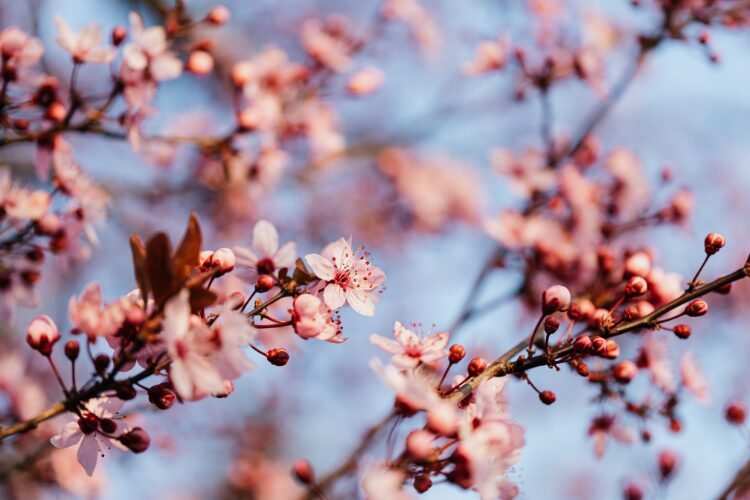 Popup printemps
